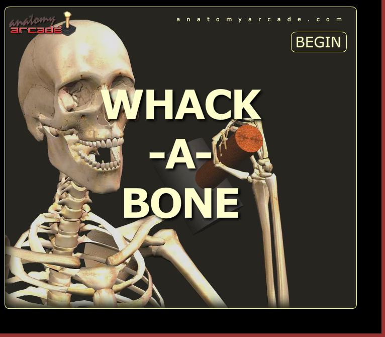 Whack A Bone Poke A Muscle Game Total Score